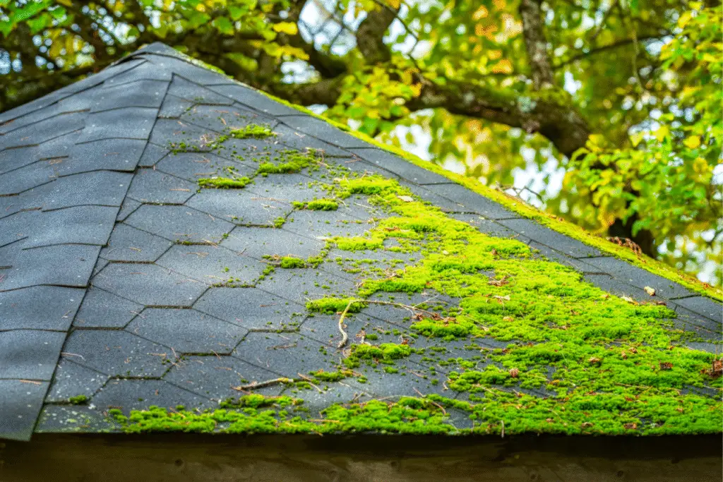 moss buildup on asphalt shingles before roof cleaning
