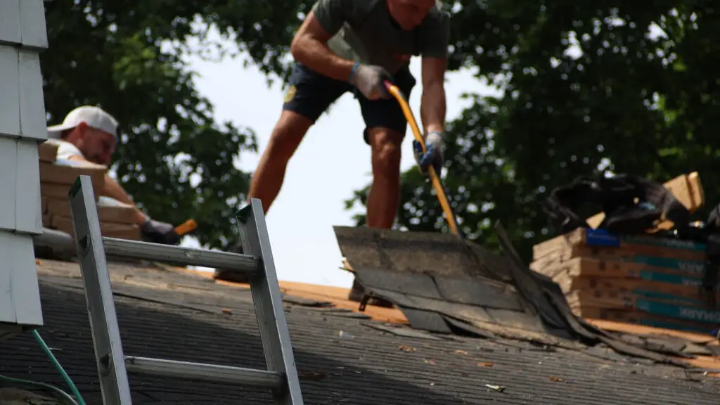 Two roofers removing old shingles with shingle shovels during a roof replacement in Hadley, MI.